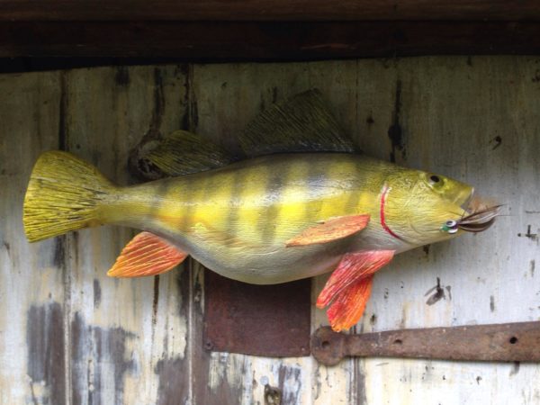 Yellow Perch