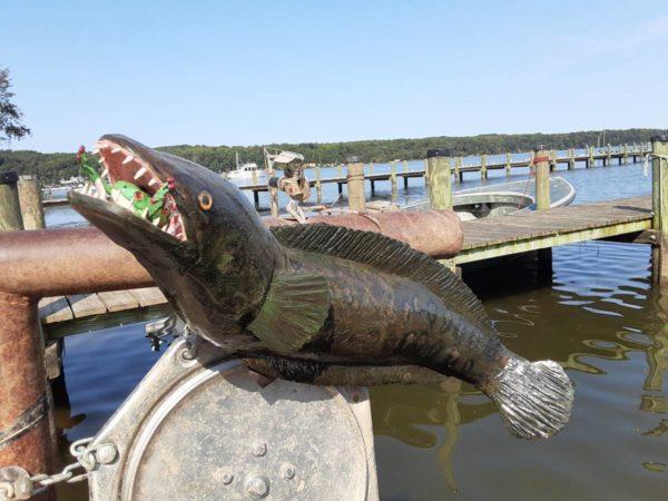 Snakehead fish from 1854 crib dam - $725 - Image 2